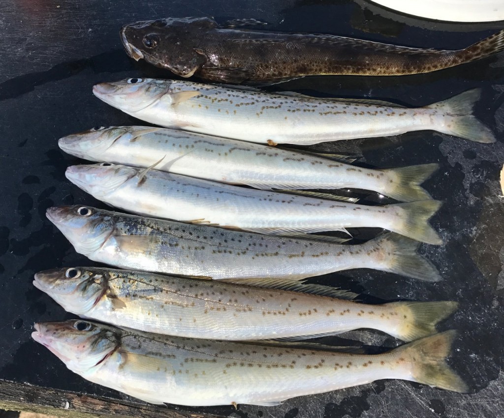 Our catch from the Nornalup Inlet and Frankland River