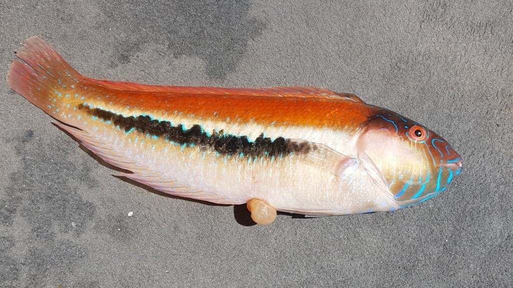 Lucky Bay, Wrasse