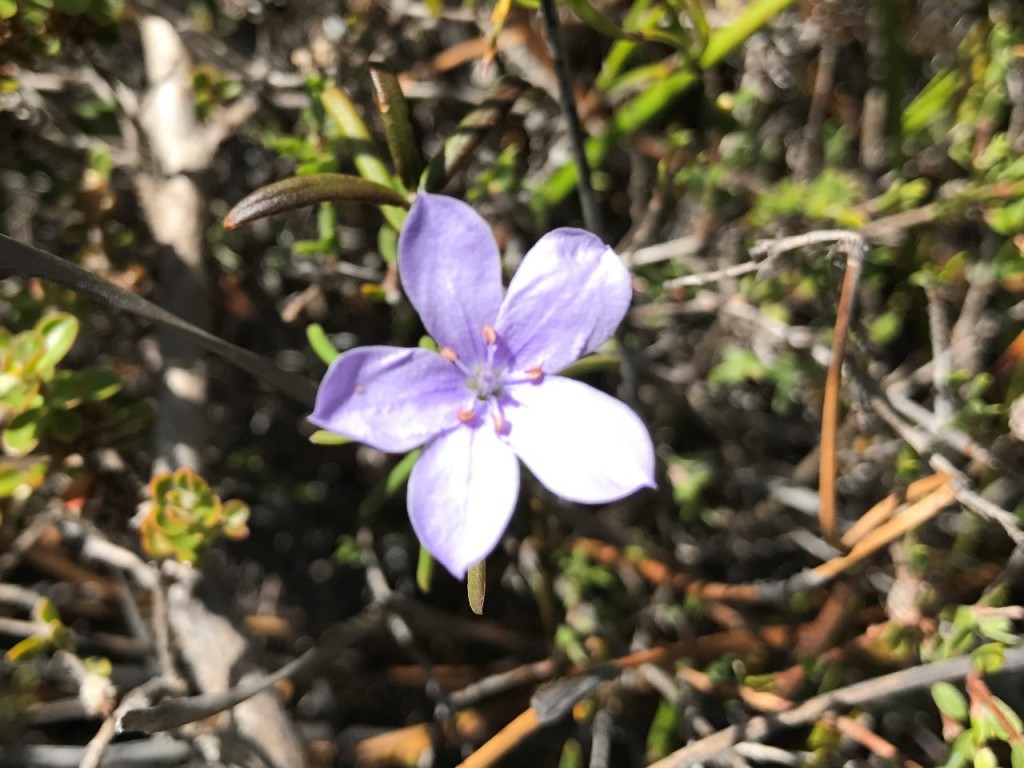 Thistle Cove, Cape Le Grand National Park, Purple Flower