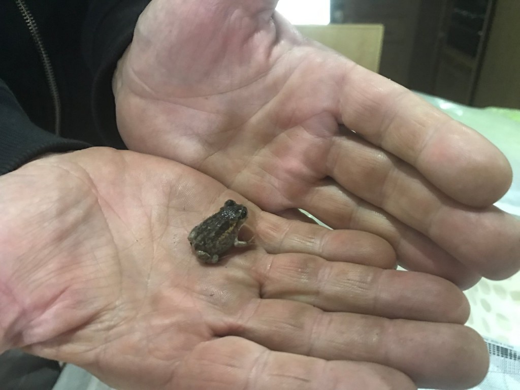 Little Frog, Torbay Inlet Camp