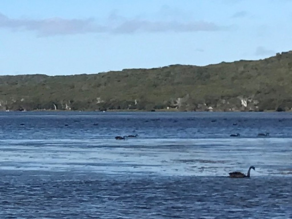 Swans on the Harding River, Wilson's Inlet, Denmark WA