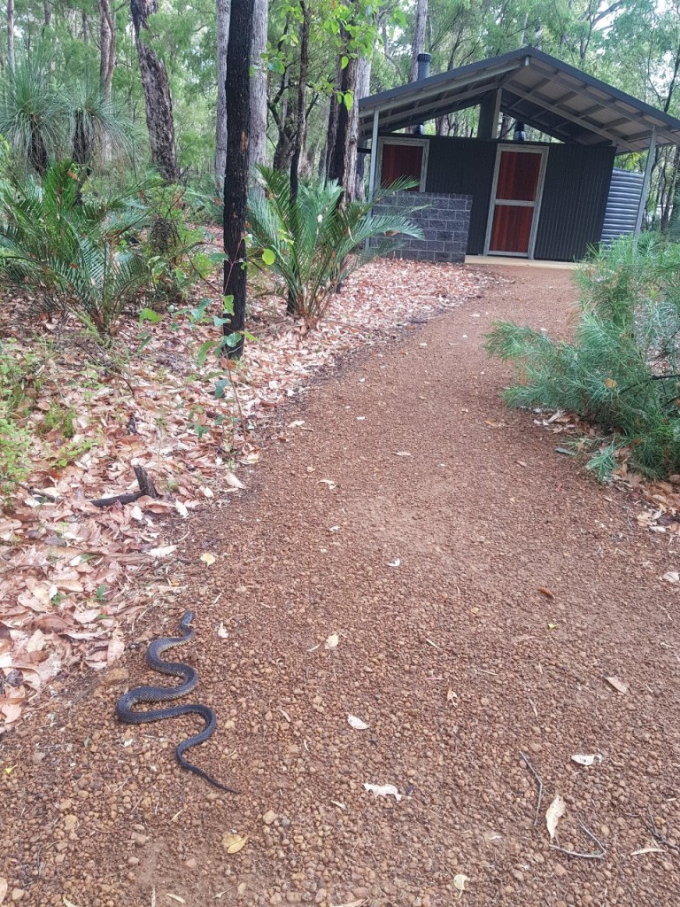 Tiger Snake, Jarrahdene Campground, Boranup WA