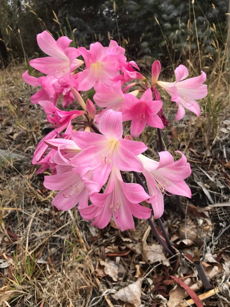 Pink Belladonna Lily, Denmark WA