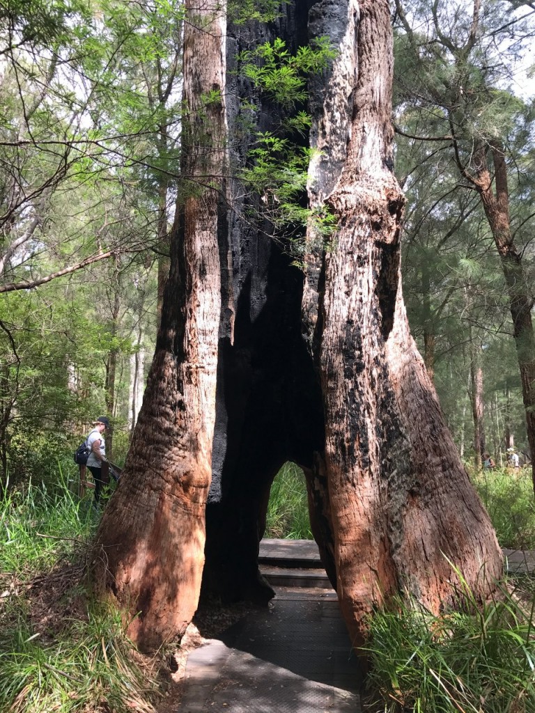 Red Tingle, The Ancient Empire, Valley of the Giants, Nornalup WA