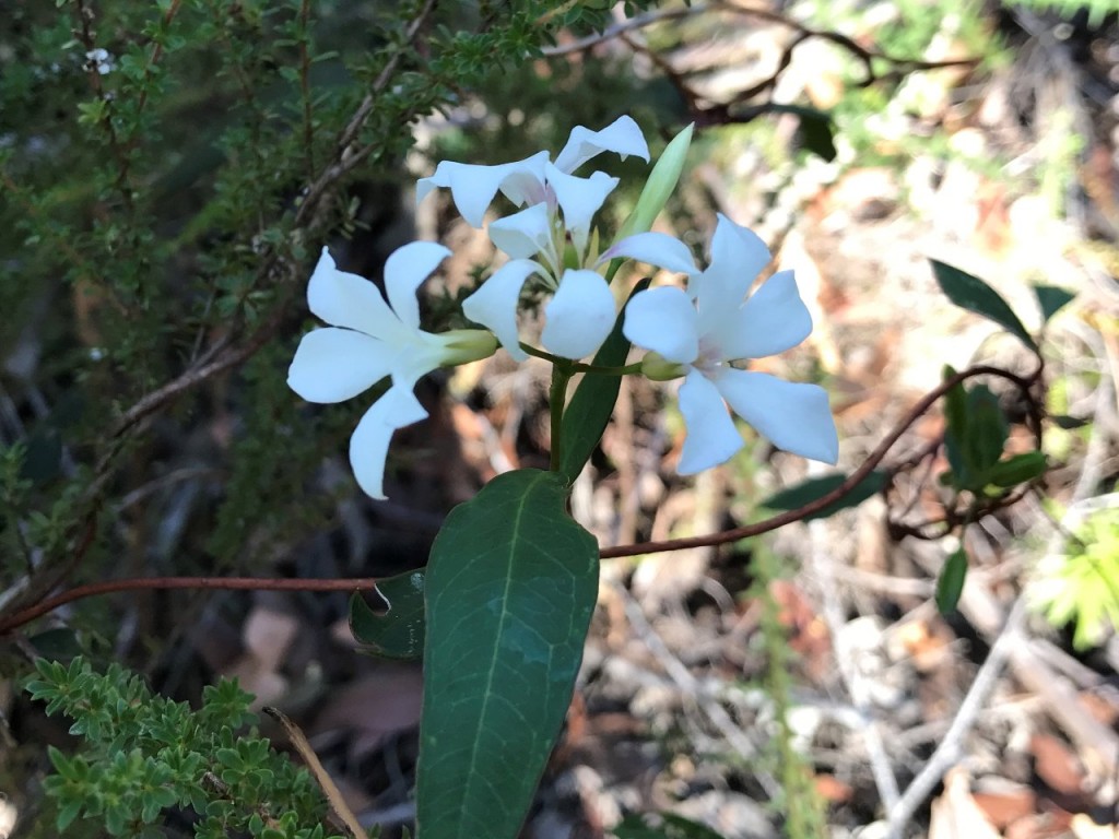 White Flower on Short Bush Walk, Sid's Campground, Northcliffe WA