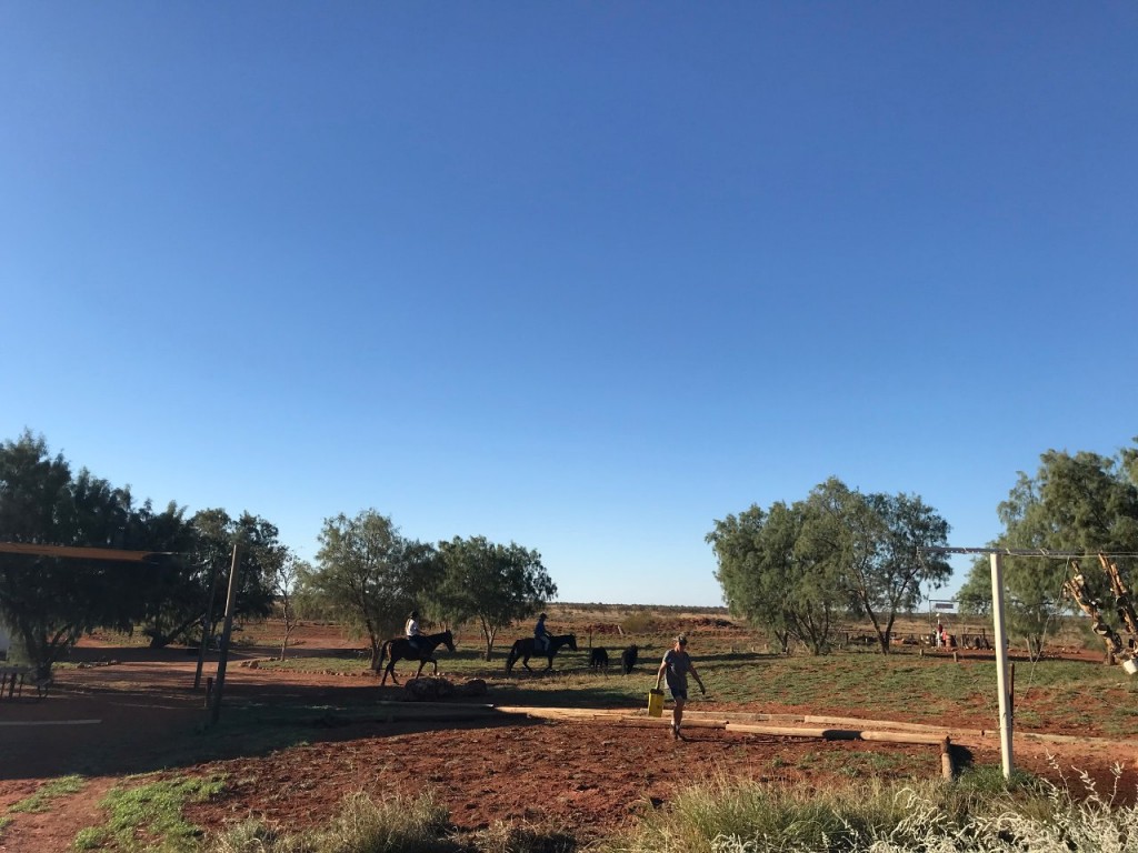 Joyce working on relocation grass with Jen and Indya on the horses in the background, Giralia Station WA