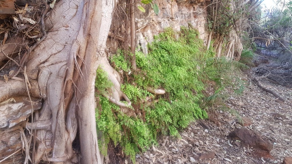 Maiden Hair Ferns and Fig Trees growing on the cliff wall, Dales Gorge, Karinjini National Park WA