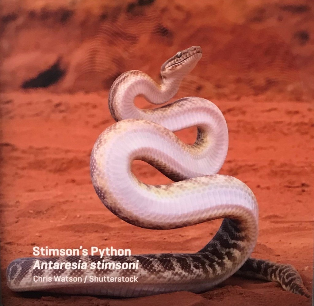 Stimson's Python, Exmouth Museum WA