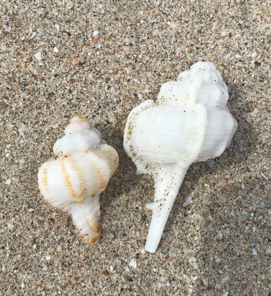 Shells on Eighty Mile Beach WA