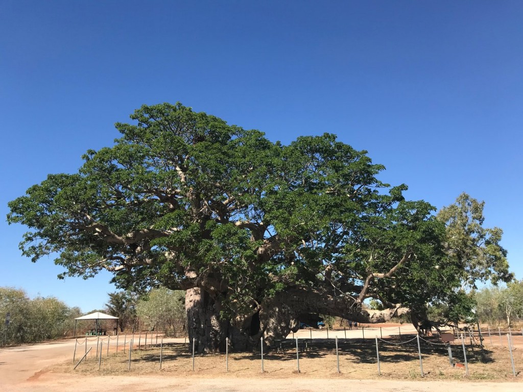 Boab Tree Rest stop, Great Northern Highway WA