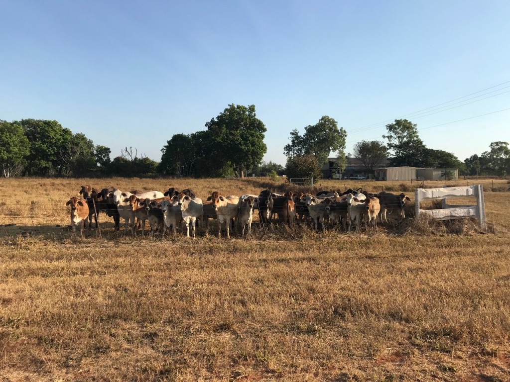 Herd of calves at Manbulloo Station NT