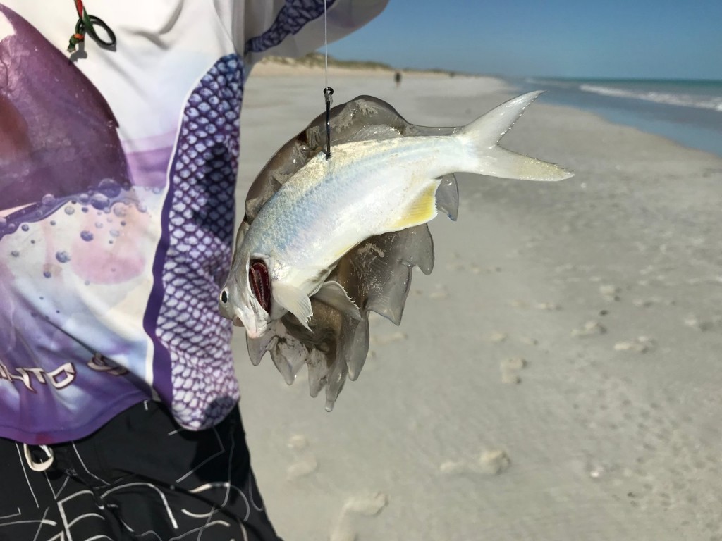 Jelly-Fish Fish combo, Eighty Mile Beach WA