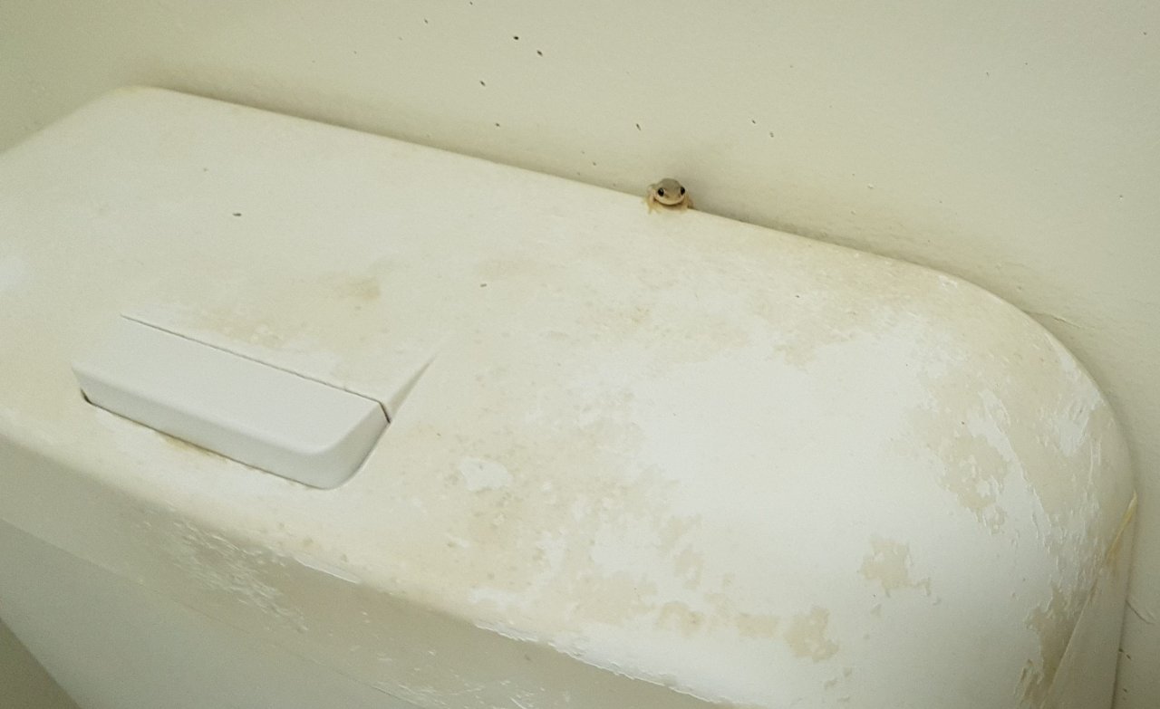 Baby frog back to his hideout safe and sound, Lee Point Village Resort NT