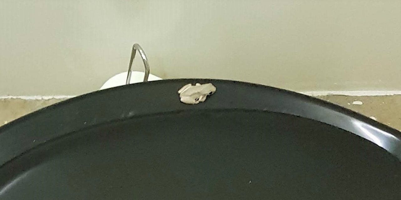 Baby frog looking guilty on the toilet seat, Lee Point Village Resort NT