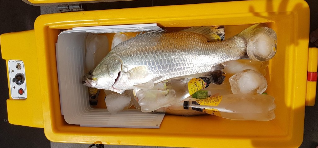 75cm Barramundi in the Ice Box touching either end, Shady Camp, Mary River, Point Stuart NT