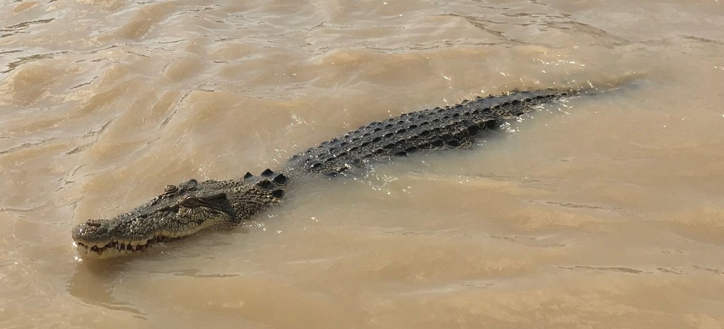 Crocodile, Adelaide River, Wak Wak NT