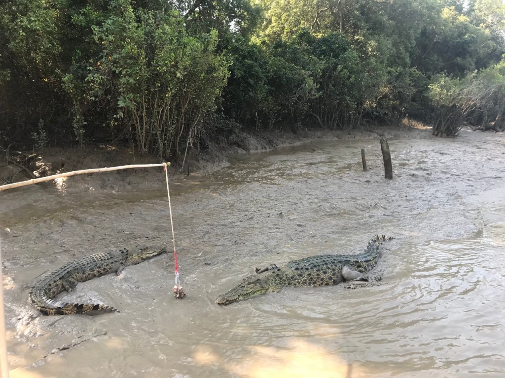 The two Crocs that were fighting, Original Jumping Crocodile Cruise, Adelaide River, Wak Wak NT
