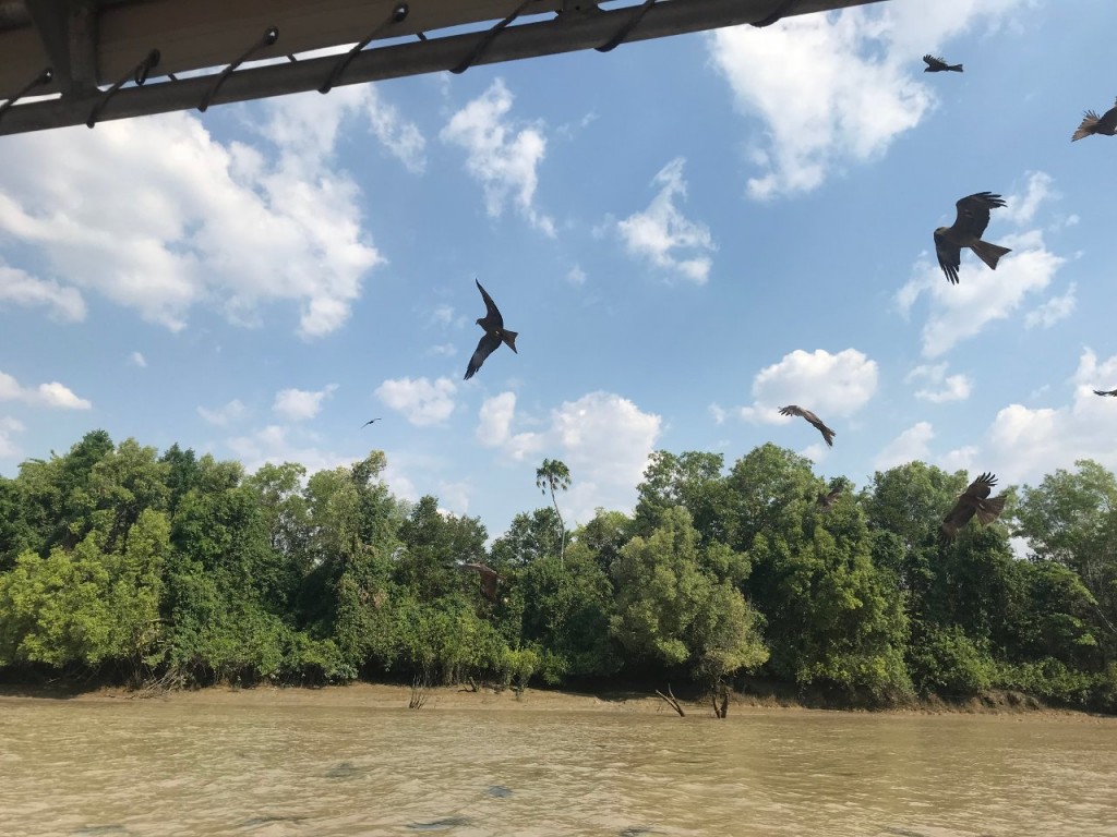 Kites, Original Jumping Crocodile Cruise, Adelaide River, Wak Wak NT