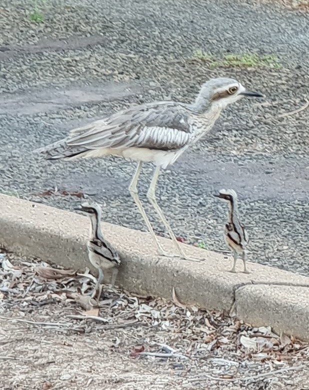 Baby Bush Stone-Curlews, Lee Point NT