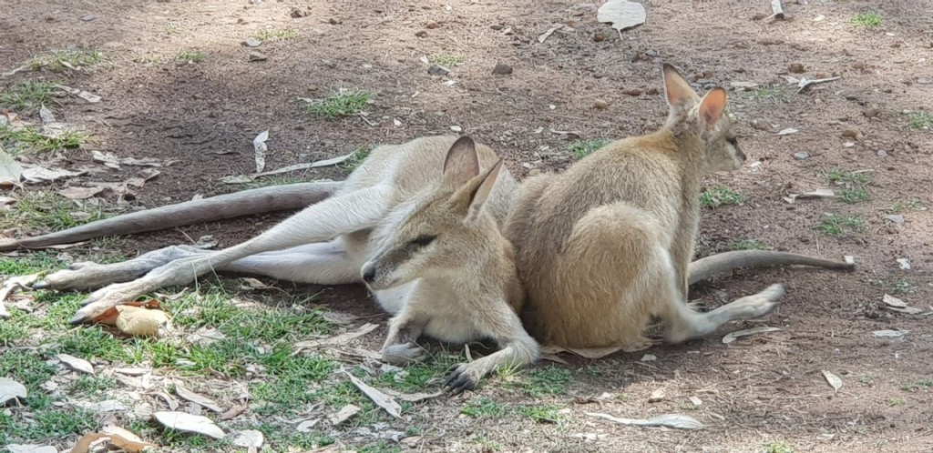 The local Kangaroos, Nitmiluk Campground, Nitmuluk National Park NT