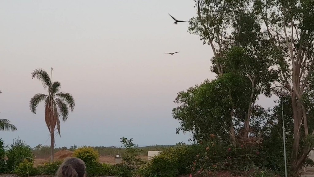 Kris feeding the Kites at Lee Point, Darwin NT